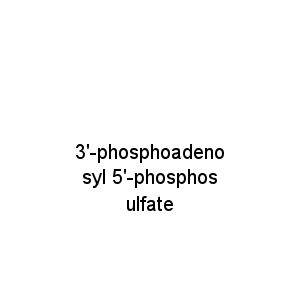 3'-phosphoadenosyl 5'-phosphosulfate